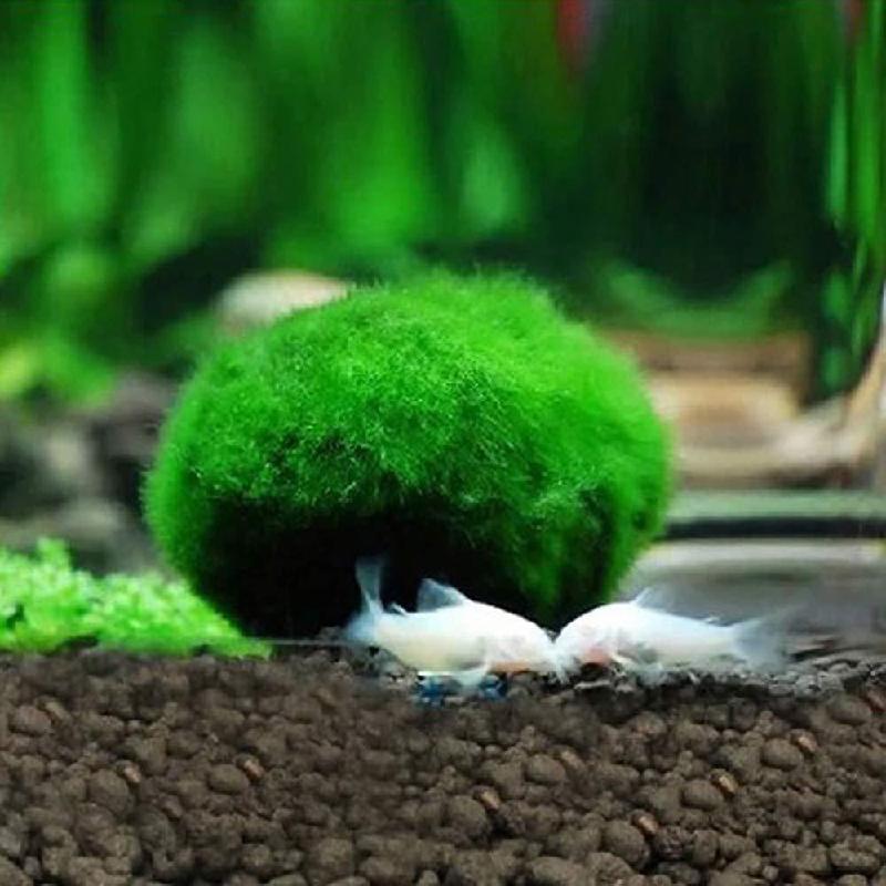 Tảo marimo xanh 4cm, trang trí bể cá, tạo cảnh quan sinh thái (TBS-53)