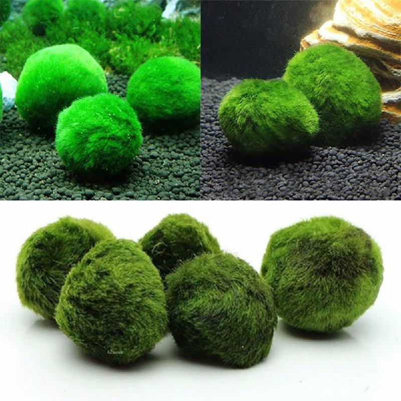 Tảo marimo xanh 4cm, trang trí bể cá, tạo cảnh quan sinh thái (TBS-53)