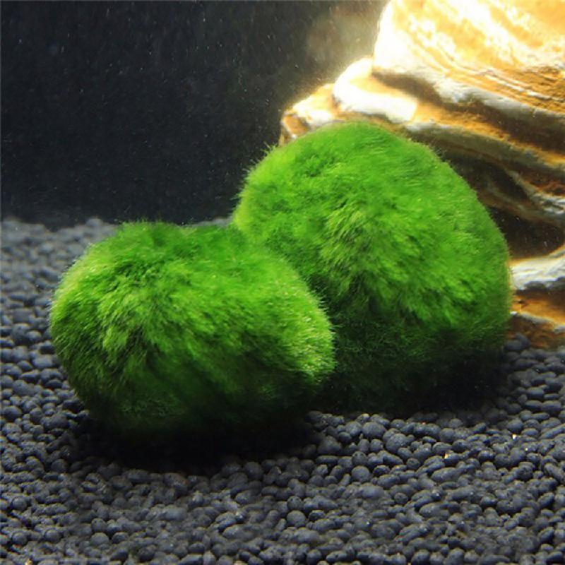 Tảo marimo xanh 4cm, trang trí bể cá, tạo cảnh quan sinh thái (TBS-53)