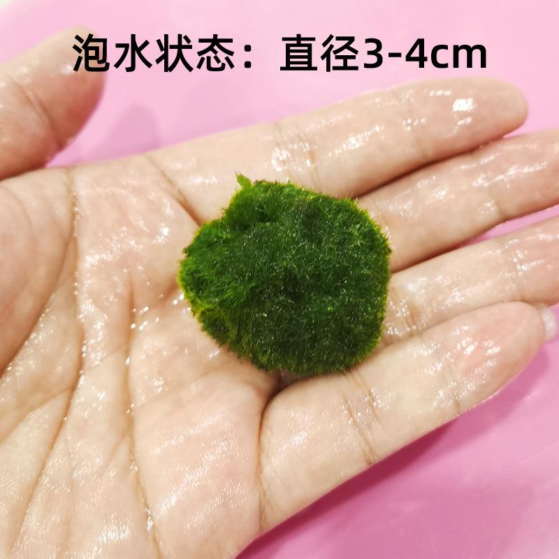 Tảo marimo xanh 4cm, trang trí bể cá, tạo cảnh quan sinh thái (TBS-53)