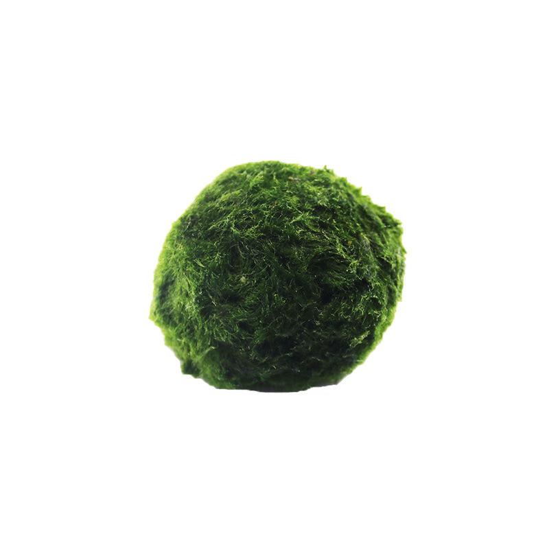 Tảo marimo xanh 4cm, trang trí bể cá, tạo cảnh quan sinh thái (TBS-53)