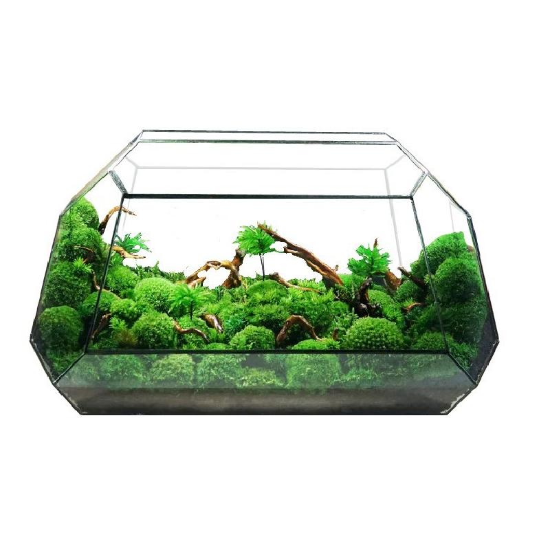 Bình kính rừng mini Terrarium (DG-5)