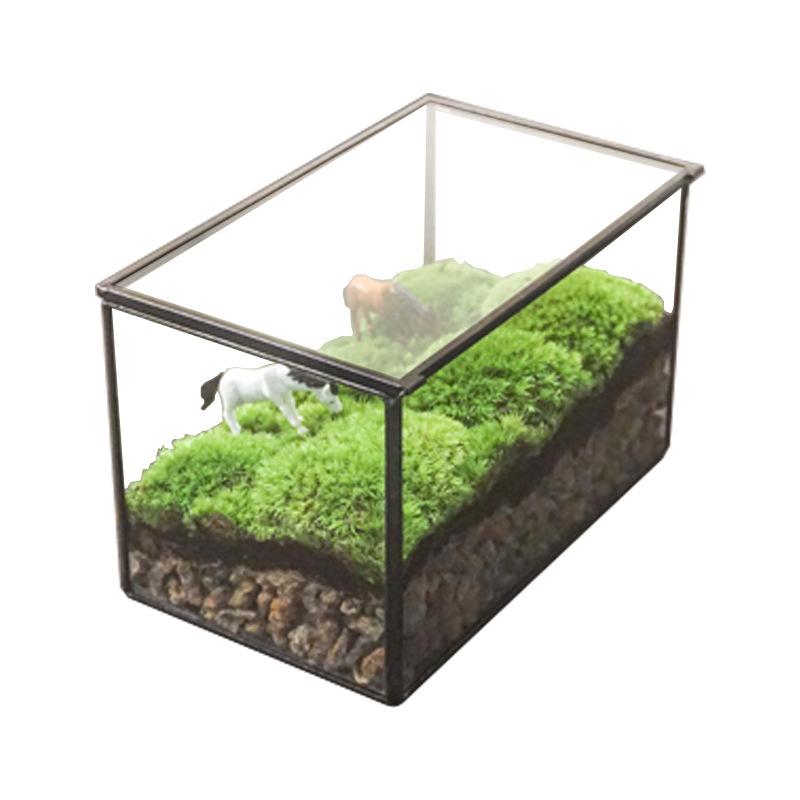 Bình sinh thái rêu cảnh mini (DG-3)