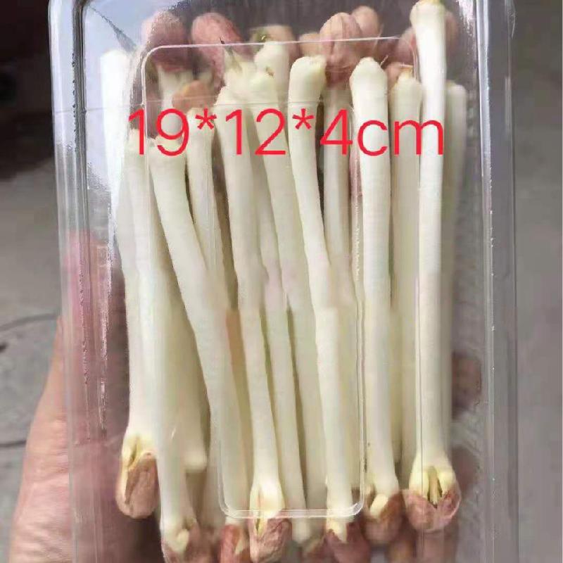 Xẻng gỗ mini, dụng cụ làm vườn nhỏ, phụ kiện DIY tiểu cảnh chậu cây (z-CJ-1434)