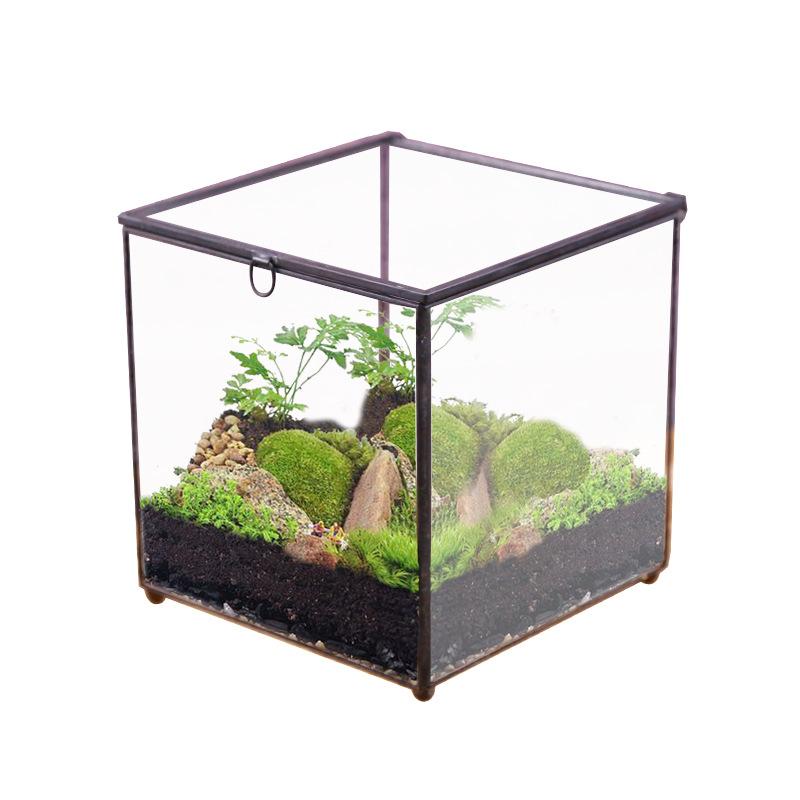 Nhà kính vuông lớn Terrarium (DG-41)