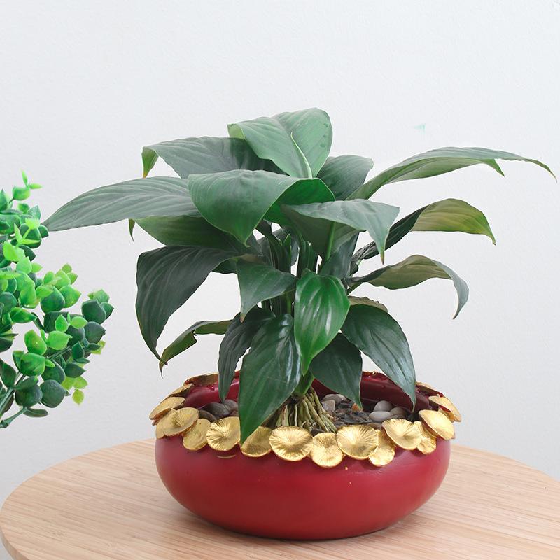 Chậu trồng sen không lỗ resin cỡ lớn, chậu thủy sinh trồng sen, thủy tiên, trầu bà và rau ban công (RG-130)