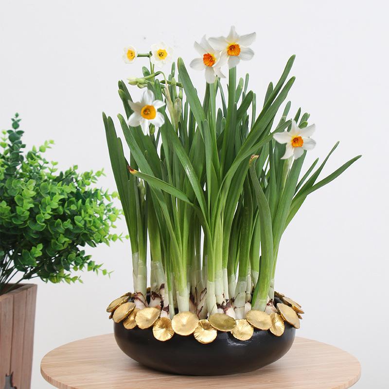 Chậu Cây Resin Chậu trồng sen không lỗ resin cỡ lớn, chậu thủy sinh trồng sen, thủy tiên, trầu bà và rau ban công (RG-130)