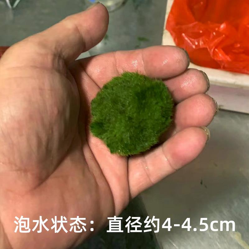 Tảo marimo xanh 4cm, trang trí bể cá, tạo cảnh quan sinh thái (TBS-53)