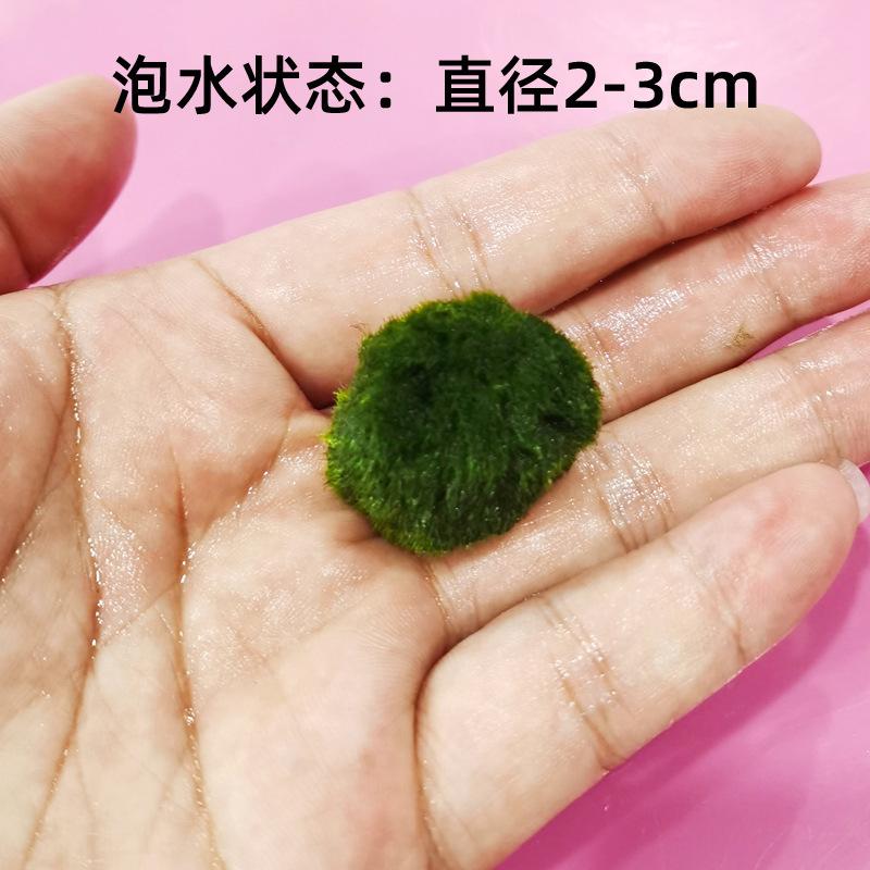 Tảo marimo xanh 4cm, trang trí bể cá, tạo cảnh quan sinh thái (TBS-53)