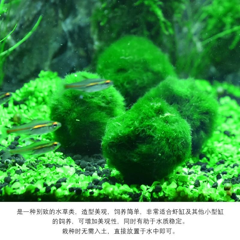 Tảo marimo xanh 4cm, trang trí bể cá, tạo cảnh quan sinh thái (TBS-53)